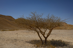 05-Day-Three-Day-Three-Nahal-Atak-Near-Beer-Ora
