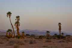 03-Round-South-Israel-New-Years-day-2025-Day-Three-Evrona-Nature-Reserve-Morning
