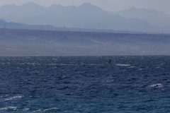 04-Eilat-Coral-Beach-Nature-Reserve-1-scaled