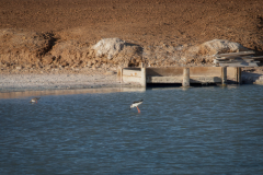 Upscaled with Gigapixel v1.3.6. 3375x2483 => 6750x4966 (2x) Model: Low Resolution V2, denoise: 0.39597612619400024, sharpen: 0.6349843740463257, decompression: 0.2