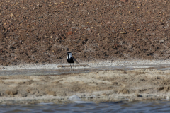 01-Eilat-Bird-Sanctuary
