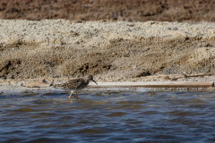 02-Eilat-Bird-Sanctuary