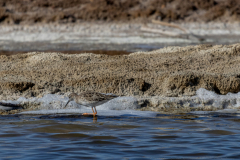 03-Eilat-Bird-Sanctuary