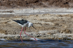 04-Eilat-Bird-Sanctuary