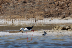 05-Eilat-Bird-Sanctuary