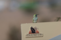 06-Eilat-Bird-Sanctuary